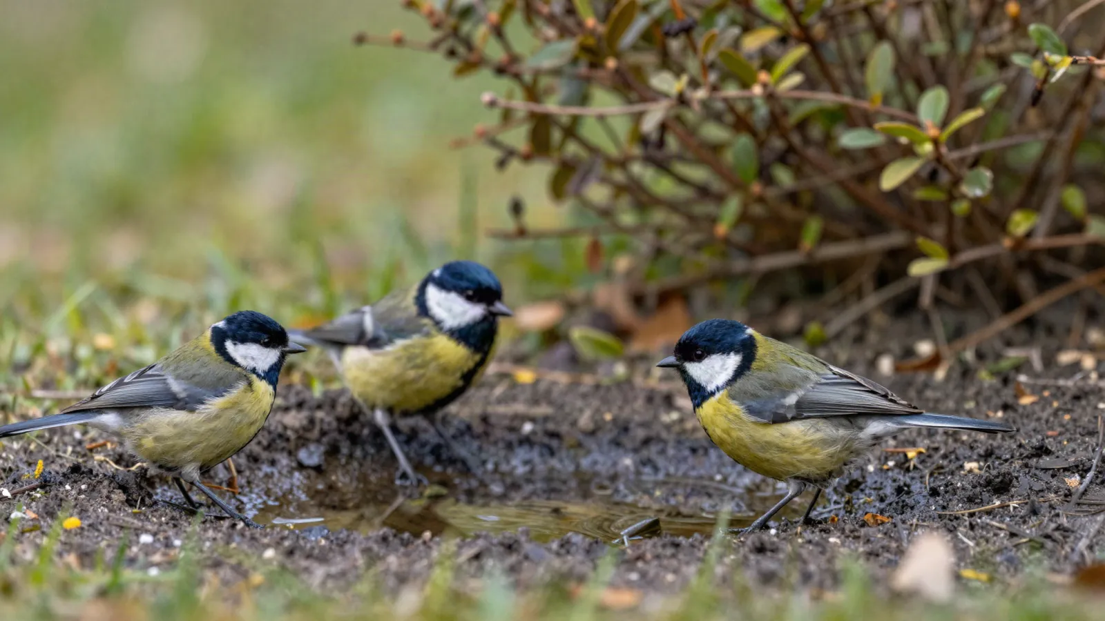 Oiseaux près d’un point d’eau de jardin
