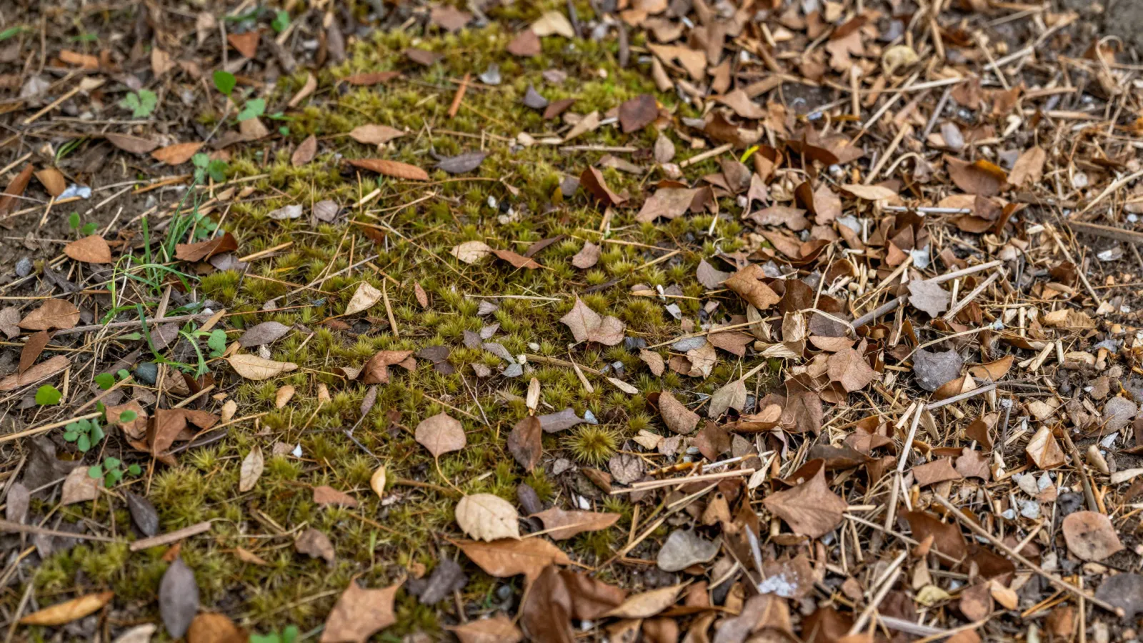 Feuilles mortes conservées sous une haie
