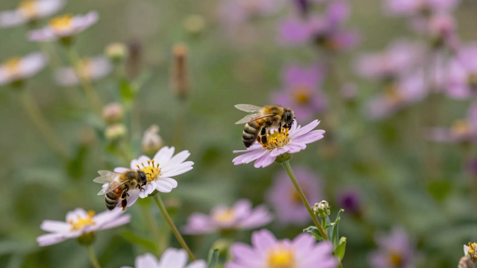 Fleurs mellifères variées dans un jardin